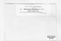 Gloeosporium canadense image